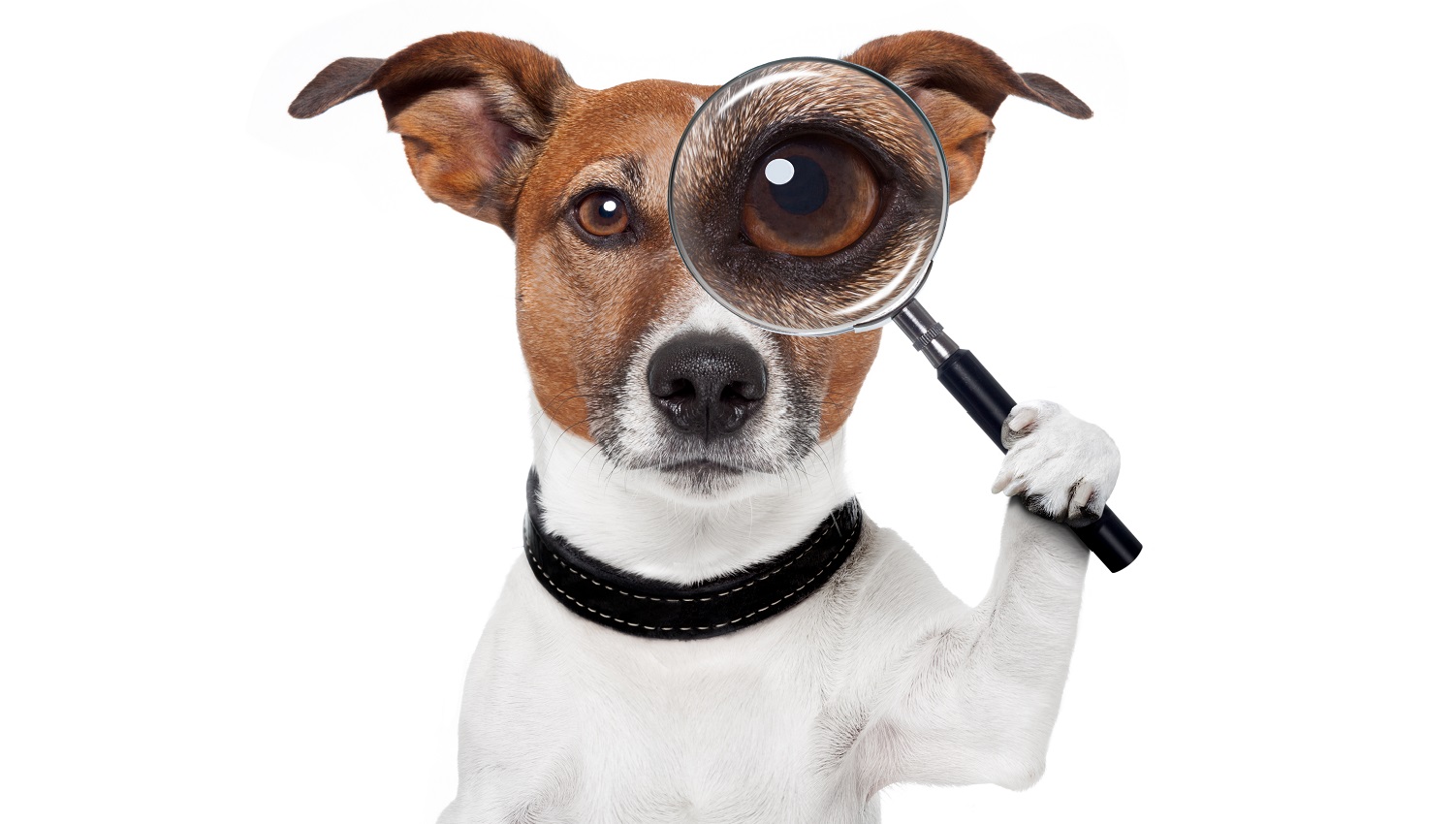 Property alert service